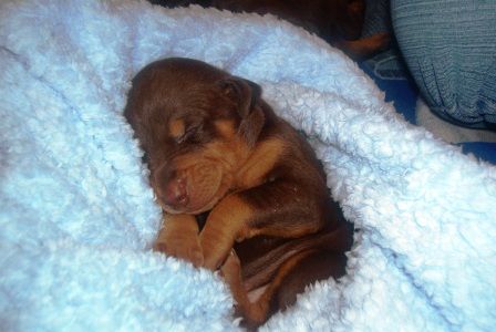 red and rust female doberman pup