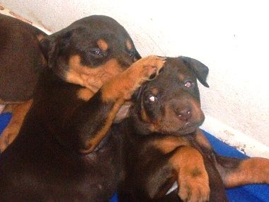 red and rust doberman puppy