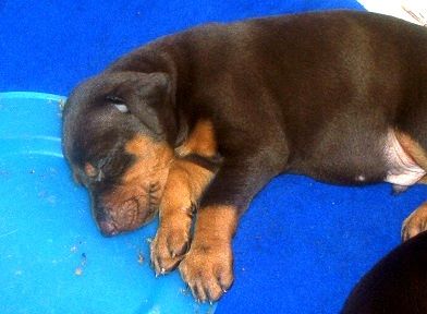 red and rust doberman puppy