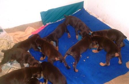 red and rust doberman puppy