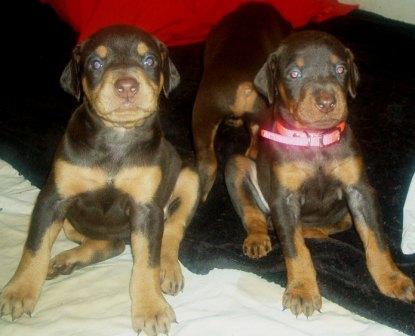 red and rust doberman puppy