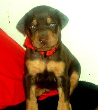 red and rust doberman puppy