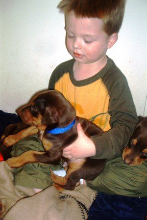 red and rust male doberman puppy