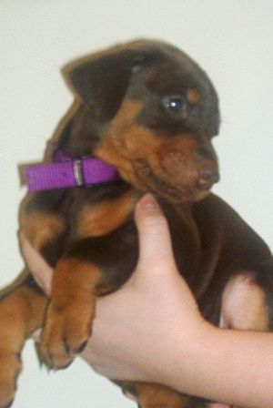 red and rust male doberman puppy