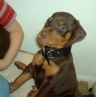 red and rust male puppy