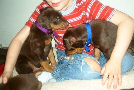 red and rust male doberman puppy