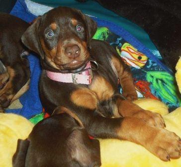 red female doberman puppy