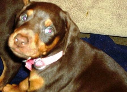 red female doberman puppy