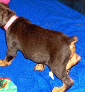 red female doberman puppy