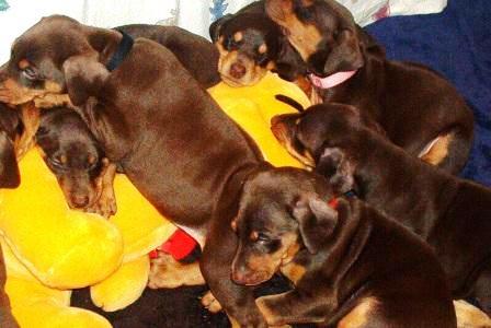 red female doberman puppy