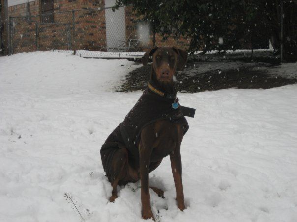 red and rust male doberman uncropped ears