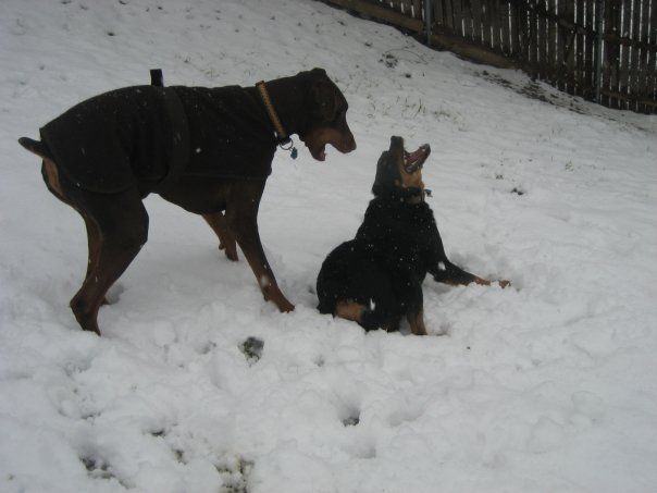 red and rust male doberman uncropped ears