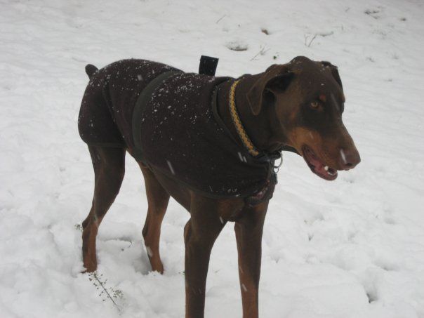 red and rust male doberman uncropped ears