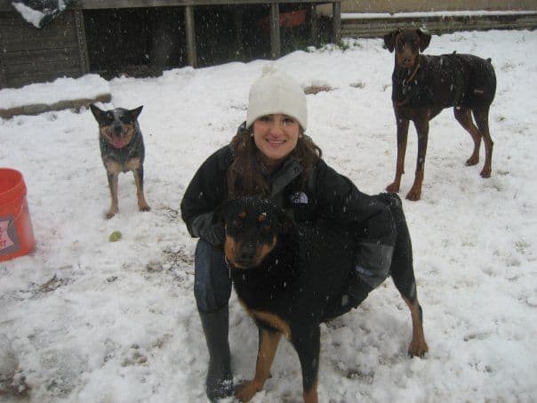 red and rust male doberman uncropped ears