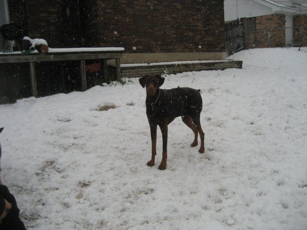 red and rust male doberman uncropped ears