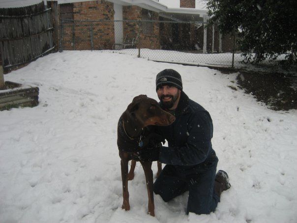 red and rust male doberman uncropped ears