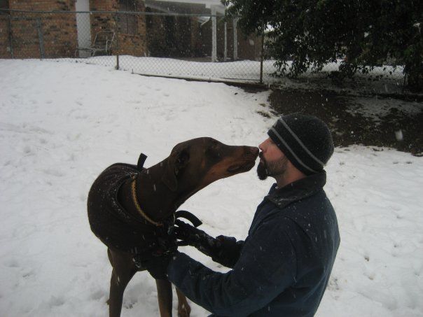 red and rust male doberman uncropped ears