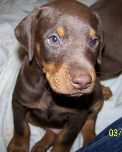 doberman puppy 6 weeks old