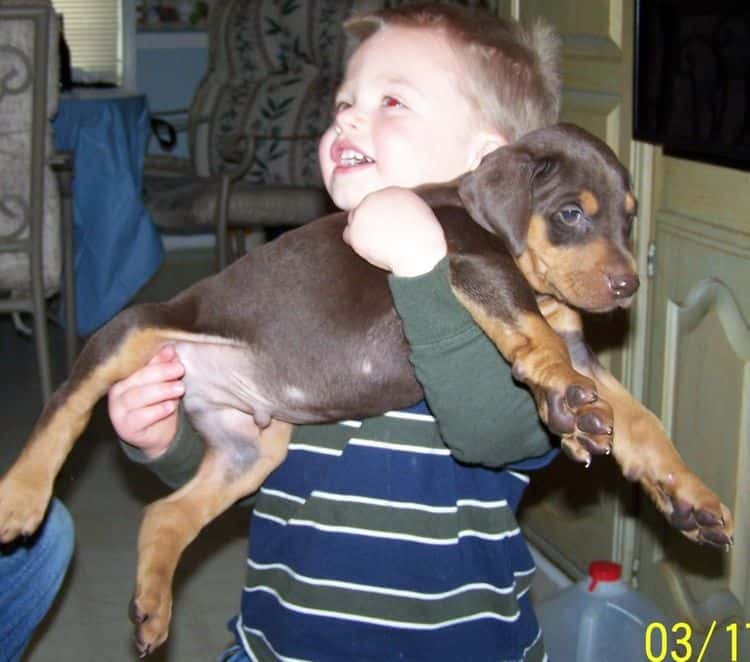 doberman puppy 6 weeks old