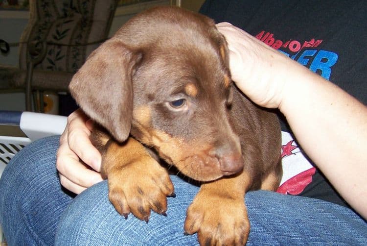 doberman puppy 6 weeks old