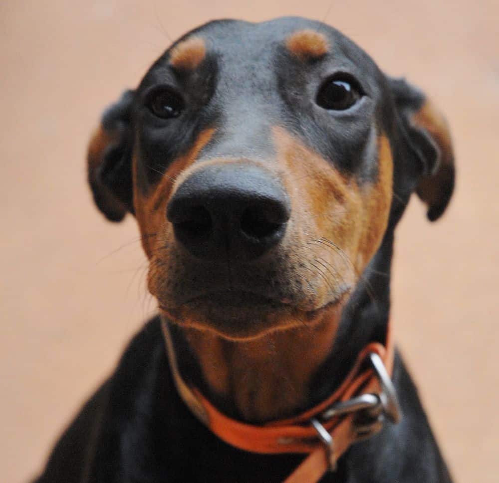 black and rust female doberman