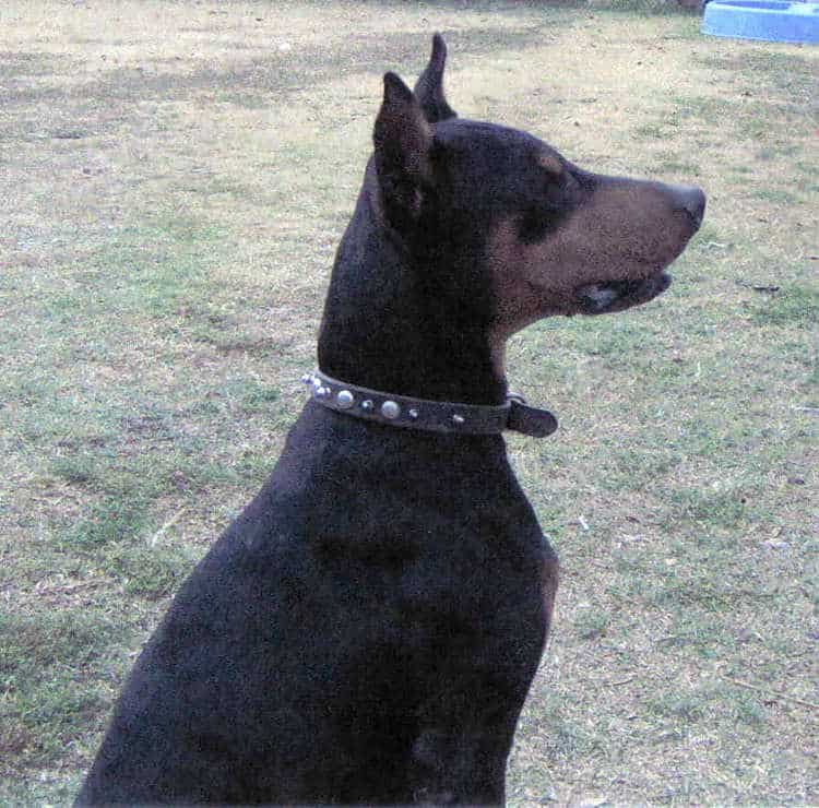 Doberman sire