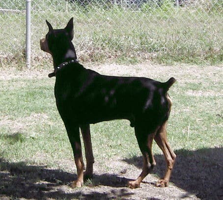 Doberman sire