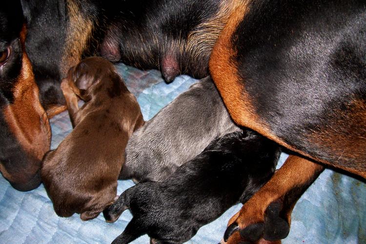 Doberman puppies