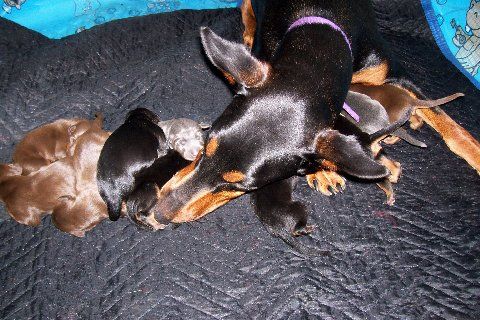 Doberman puppies