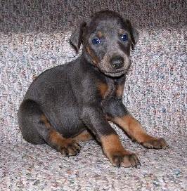 blue and rust female Doberman pup 