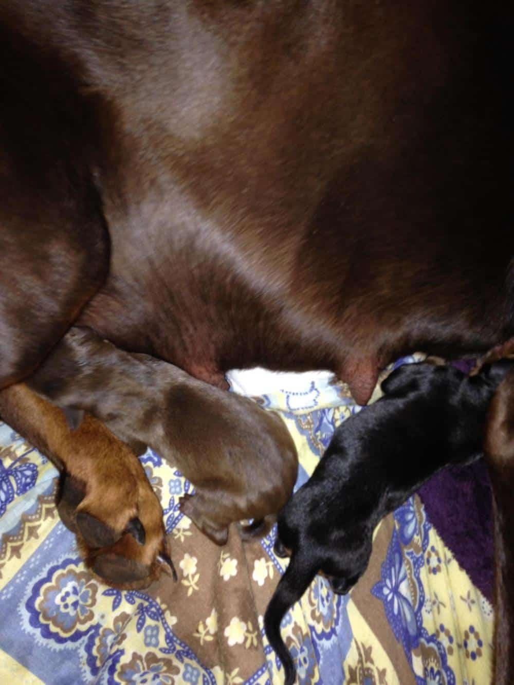 New black and red Doberman puppies