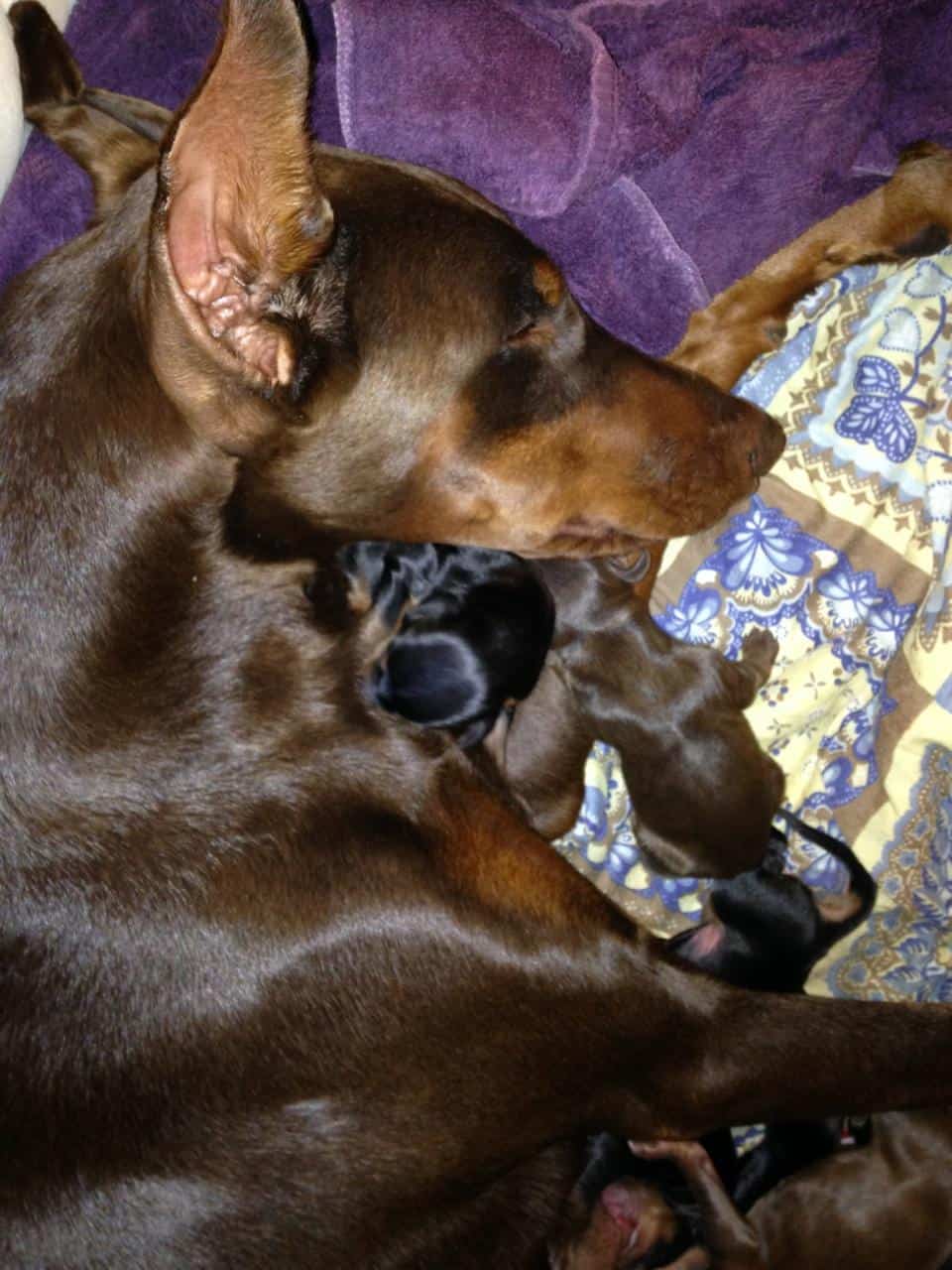 New black and red Doberman puppies