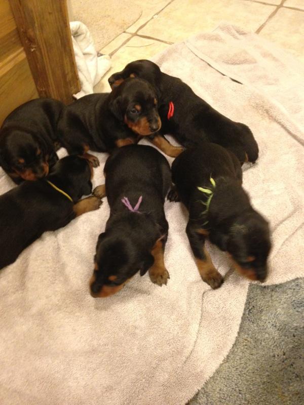 2 week old doberman pups