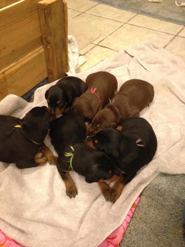 2 week old doberman pups