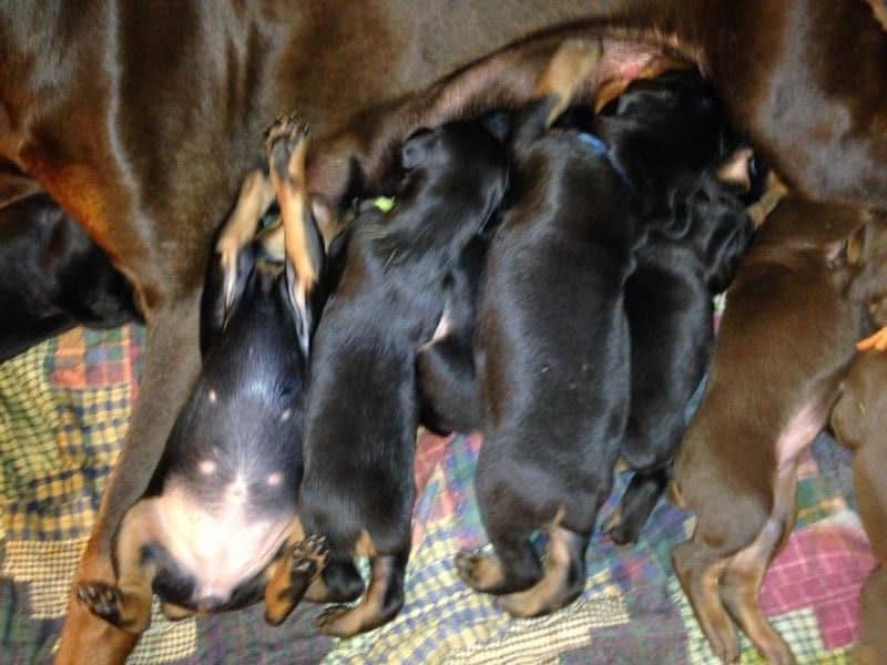 2 week old doberman pups