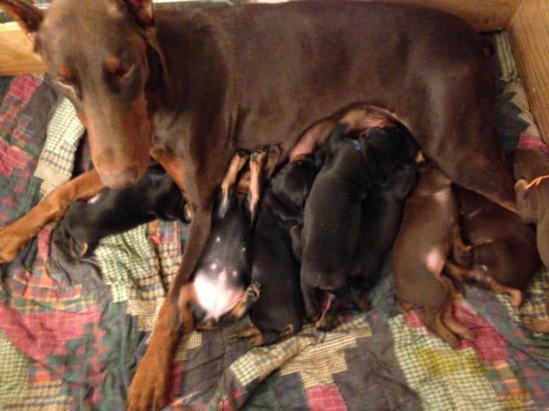 2 week old doberman pups