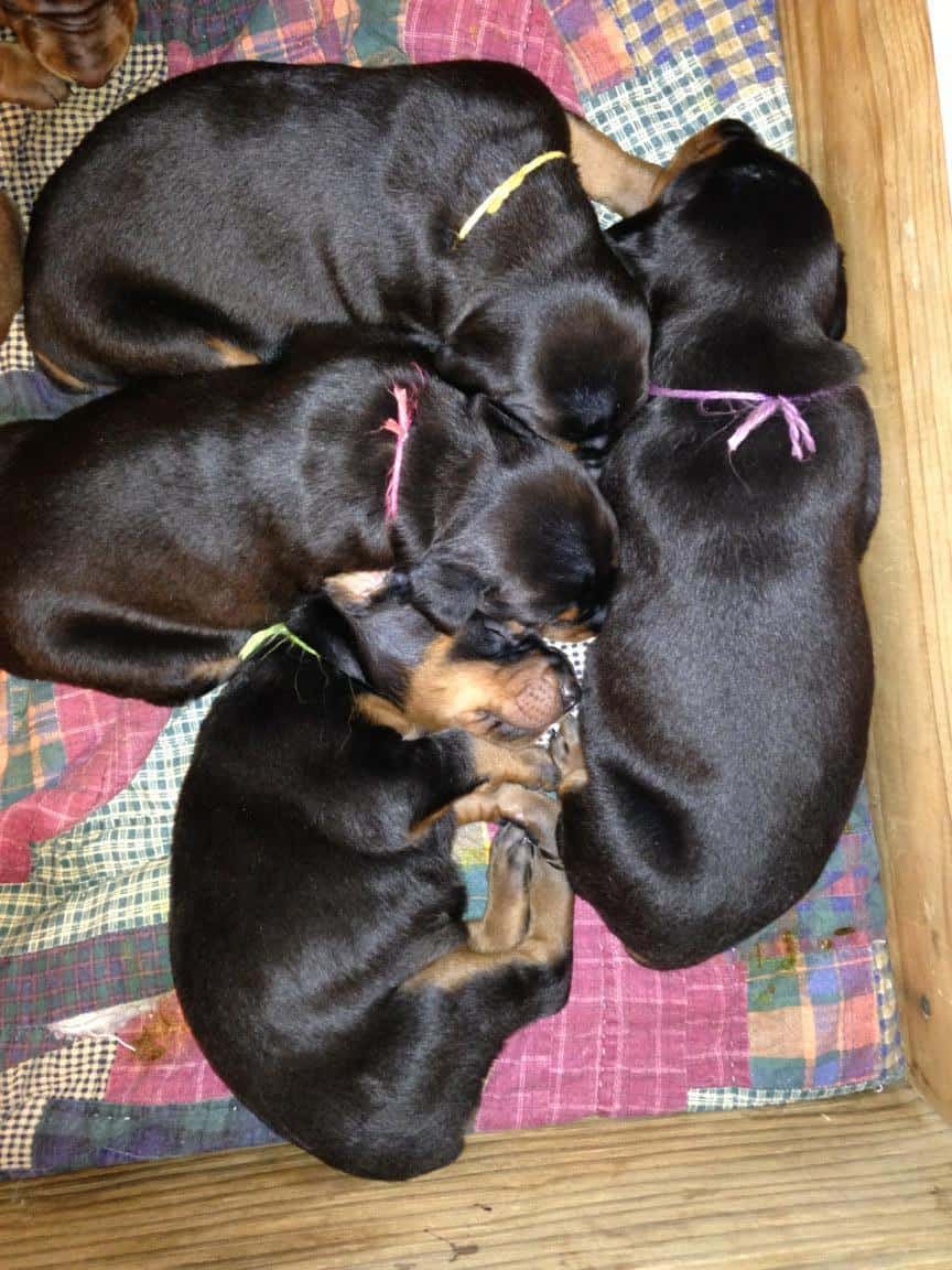 2 week old black female dobermans