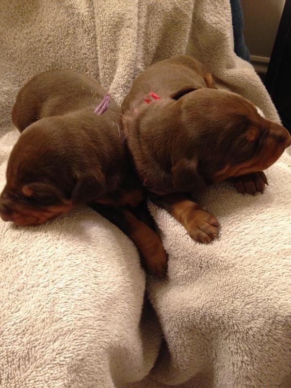 2 week old red female dobermans