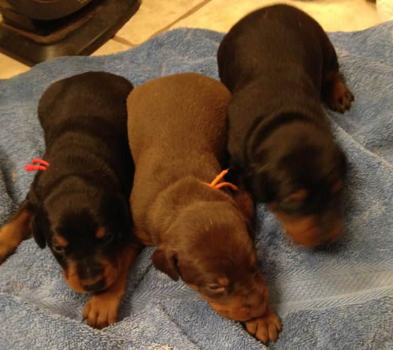 2 week old doberman male pups