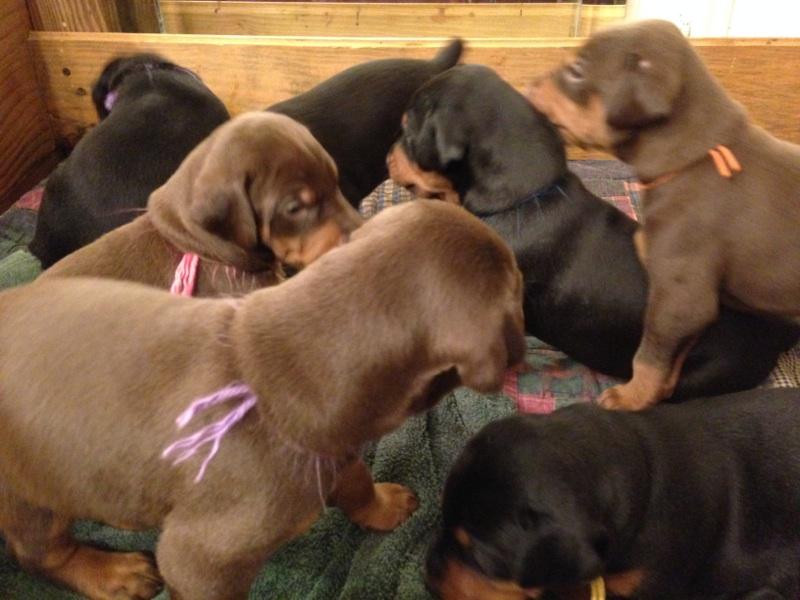 3 week old doberman puppies playing