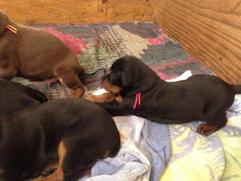 3 week old doberman puppies playing