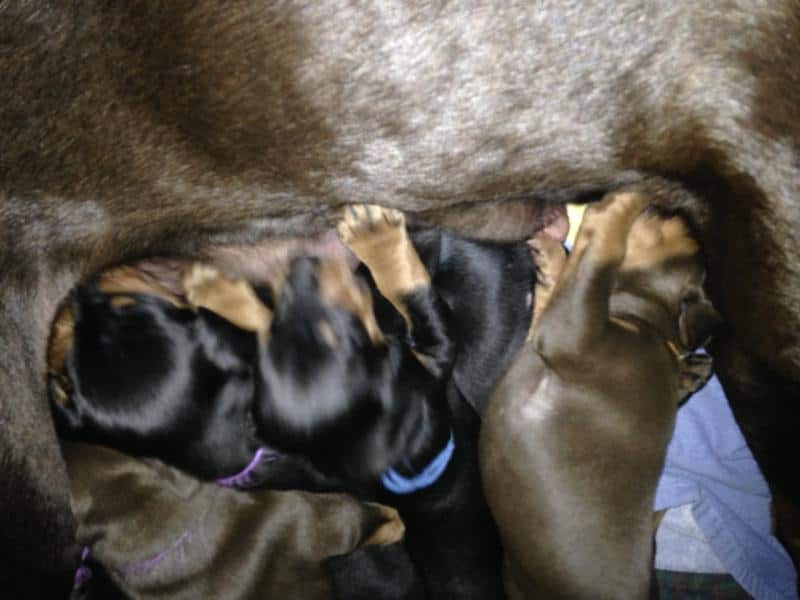 3 week old doberman puppies playing