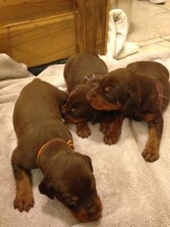 4 week old dobie pups