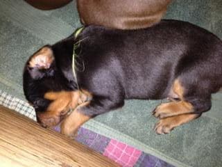 4 week old dobie pups