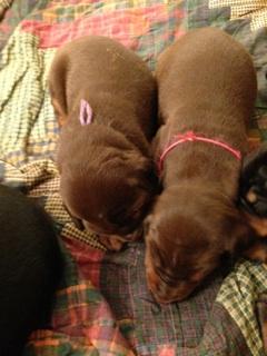 4 week old dobie pups