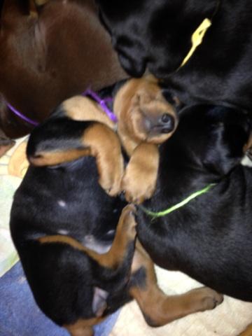 4 week old dobie pups