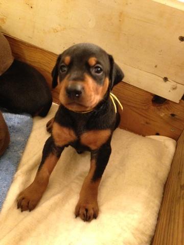 4 week old black female dobie pup