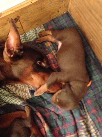 4 week old dobie pups