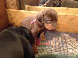 4 week old dobie pups