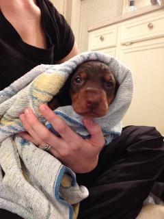 4 week old dobie pups